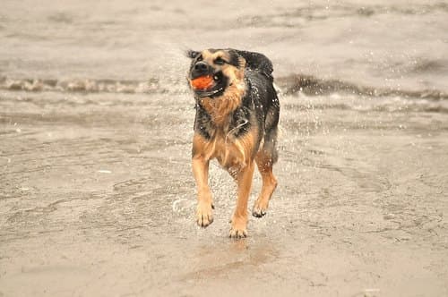 Bruno