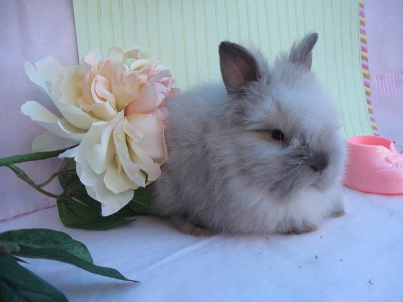 Bunty
