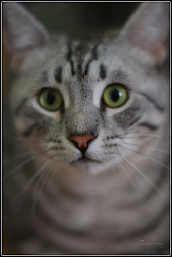Kitten needing a home